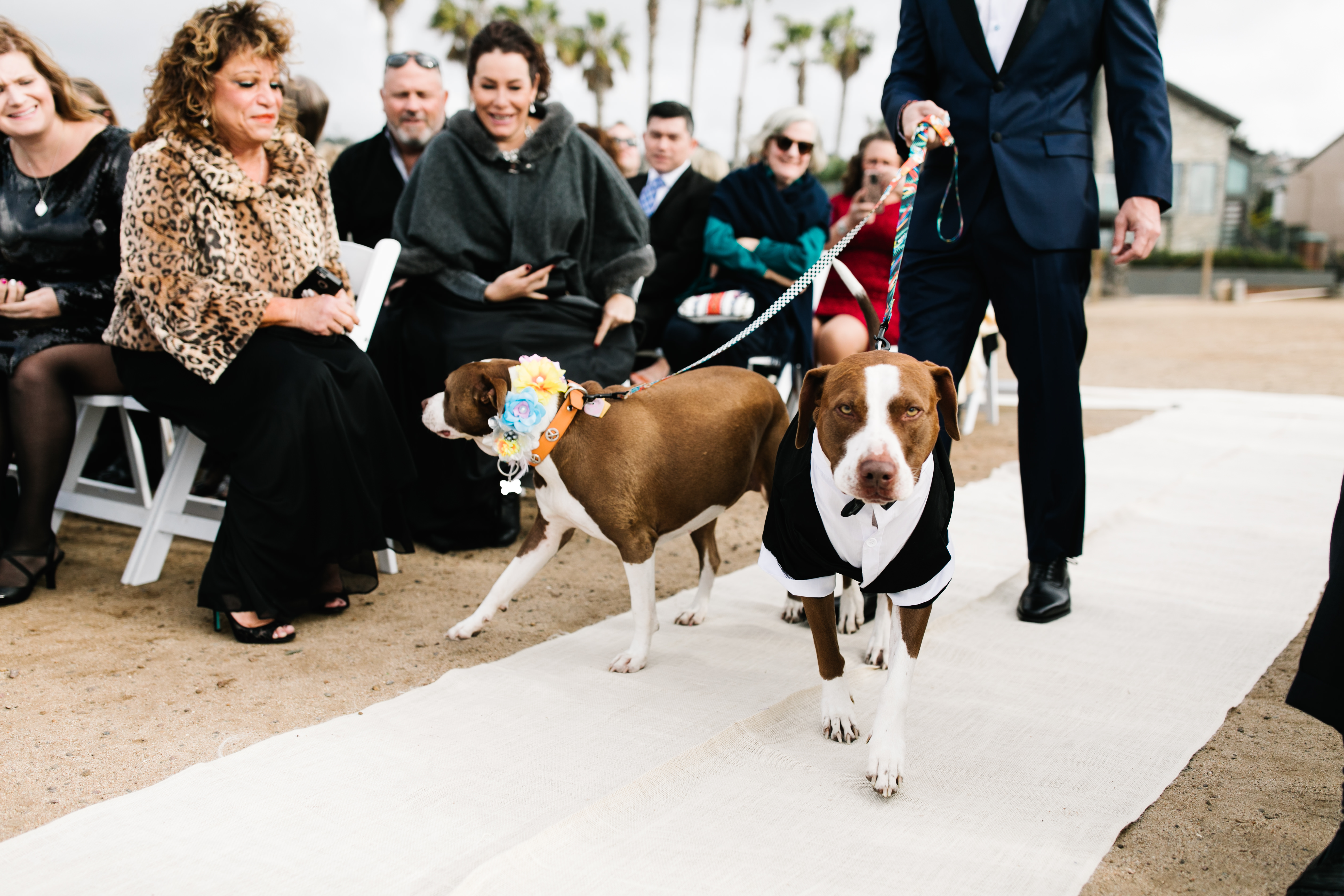 dogs walking down aisle with groom at sunset cliffs wedding